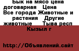 Бык на мясо цена договарная › Цена ­ 300 - Все города Животные и растения » Другие животные   . Тыва респ.,Кызыл г.